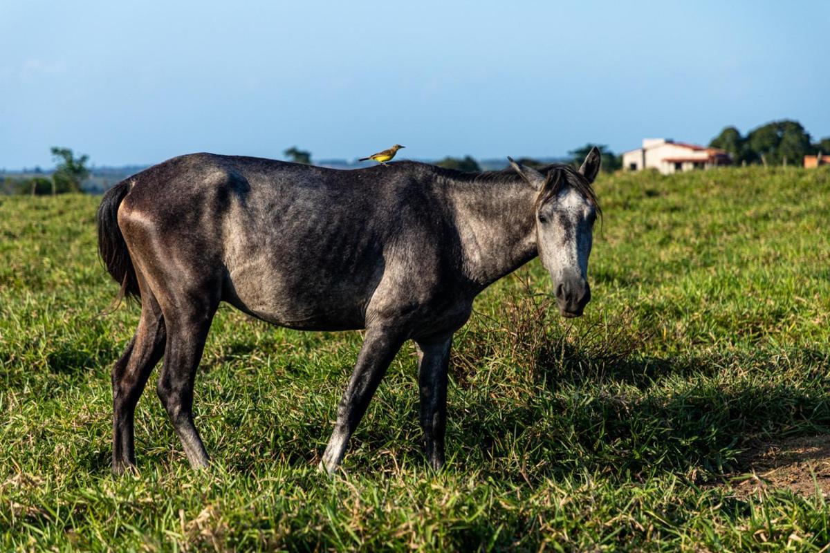 Fazenda Hotel Candeal Conceicao de Jacuipe ภายนอก รูปภาพ
